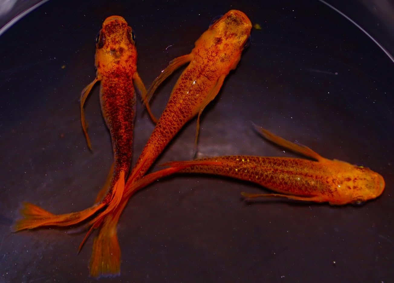 medaka ⚠️プロフ必読 8/3 Medaka Box Vol. 8 (In Japanese) - Akira Akatsuki